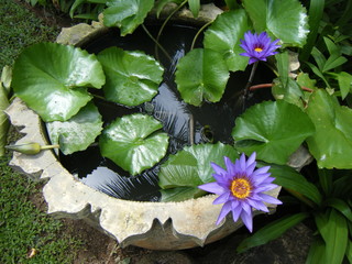 Water lily in pond