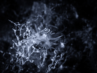 Flabellina, underwater life