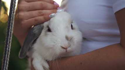 Close-up, a girl holding a live and white rabbit.