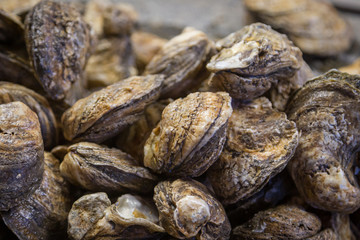 Oysters