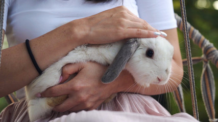 Close-up, a Woman holding and stroking a live and white rabbit. Outdoor