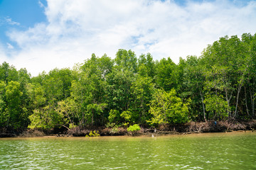 Mangrove green tropical tree forest on island against blue sky with cloud nature environments