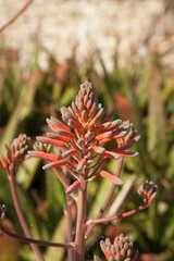 Red flowers in the sunshine