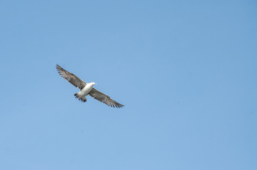 hawk in the sky