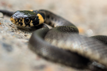 Close up of a grass snake crawling in sand