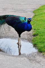 Peacock with feathers