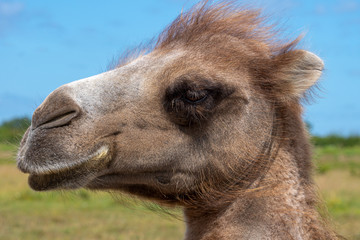 Fototapeta premium Close up profile portrait of a sweet camel in sunlight