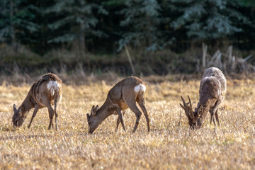 Naklejka na ściany i meble Group of European roe deer grazing in a yellow field