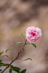 Un pequeña rosa silvestre