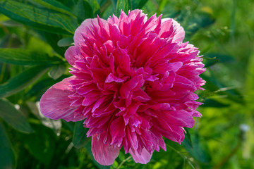 Large pink peony flower in sunlight