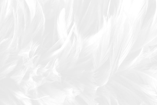 White feather pattern texture background. Luxury, beautiful abstract White soft-light blur. Macro, detail texture of pattern design, elegance with free space copy for backdrop or wallpaper.