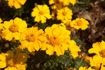 Yellow flowers outdoors in the sunshine