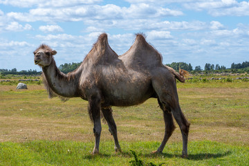 Male camel with large humps walking in a sunny field