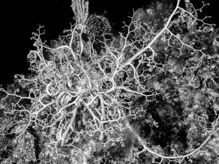 Basket star (Astrospartus mediterraneus) in Mediterranean Sea, Italy