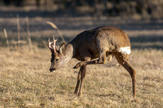 Male Roe Deer Scratching His Neck With His Back Leg