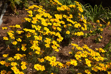 Yellow flowers outdoors in the sunshine