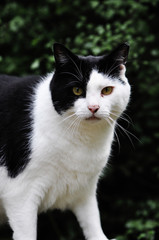 Portrait of a cat