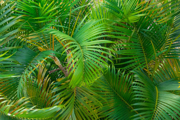 Palm tree branches detail viewed from above