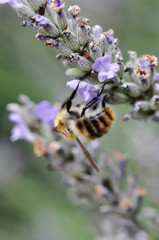 Bee on lavender