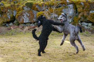 Two dogs playing violently outdoors in springtime 2