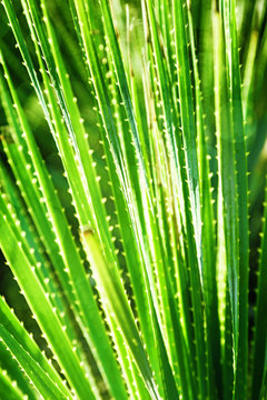 Natural environment background with green southern plant agave or aloe and bright sunny day, soft selective focus. Vertical format image