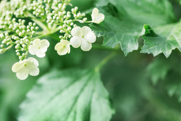 Viburnum blossom on spring tree. White flowers and fresh green leaves on branch in nature. Natural environment background with copy space. Soft focus.