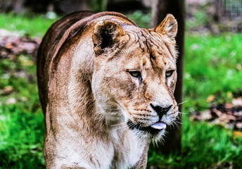 Obraz na płótnie Canvas A lioness doesn't concern herself with the opinion of sheep
