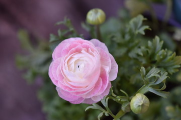 pink ranunculus flower in the garden