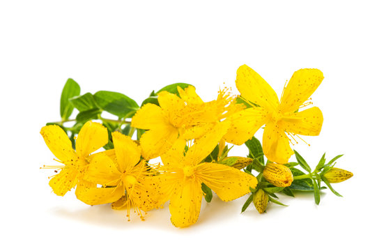 St. John's wort