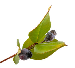myrtle  branch with berries