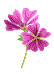 Mallow plant with flowers
