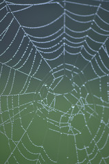 Spider web droplets
