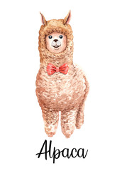 Watercolor alpaca cartoon with ribbon. Watercolor cartoon llama clipping path isolated on white background.