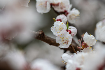 Nice white apricot spring flowers branch macro photography