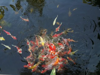 Naklejka na ściany i meble Koi fishes in the pond