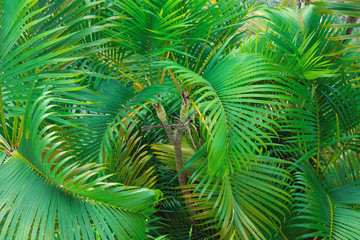 Palm tree branches detail viewed from above