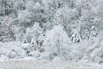 Winter landscape of a snow flocked forest, Michigan, USA