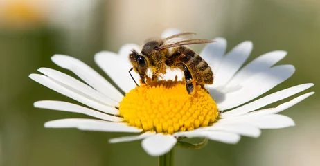 Zelfklevend Fotobehang bij of honingbij op witte bloem van gemeenschappelijk madeliefje © Daniel Prudek
