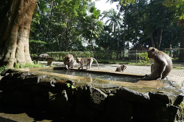 Monkey Forest in Ubud, Bali