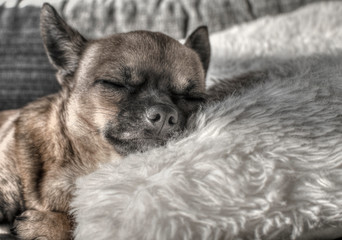 Brown chihuahua lying on a couch with closed eyes.  Sunny day, lazy dog.