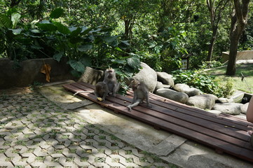 Monkey Forest in Ubud, Bali