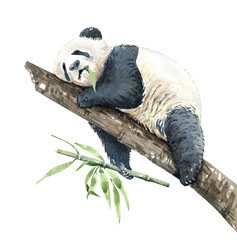 Watercolor Panda with Bamboo paint for Baby shower, POD, Mother's day, Panda digital file Panda watercolor,clipping path isolated on white background.