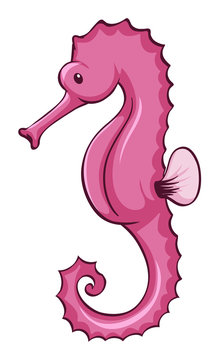 Pink seahorse on white background