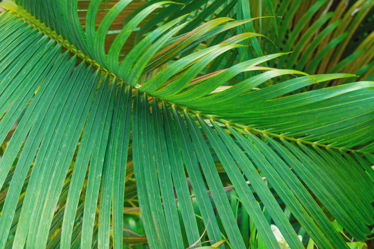 Palm tree branches detail viewed from above