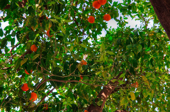 Blooming orange tree in Seville infected with HLB yellow dragon disease (citrus greening).