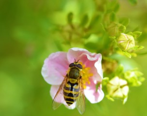 Hoverfly on a flower.
