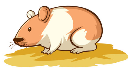 Cute hamster on white background