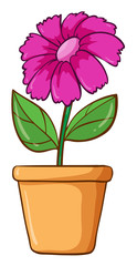Single flower in pink color