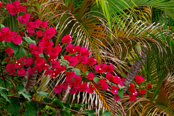 Trinitarian flower in front of a palm bush