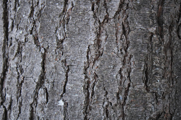 Closeup photograph of pine tree bark showing detail